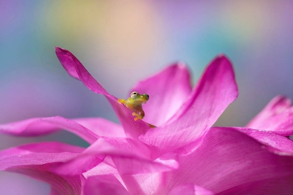 Крошечные миры: Gобедители конкурса Macro Art Photography Awards 2020 Крошечные миры: Gобедители конкурса Macro Art Photography Awards 2020