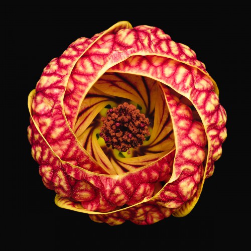 Крошечные миры: Gобедители конкурса Macro Art Photography Awards 2020 Крошечные миры: Gобедители конкурса Macro Art Photography Awards 2020